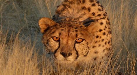 Namibia Cheetah Conservation | The Great Projects