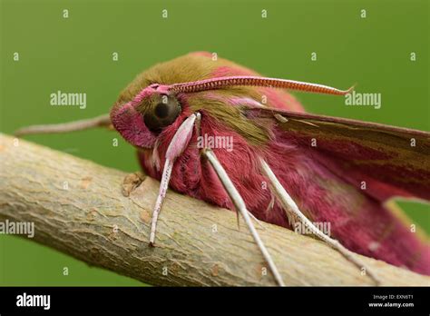 Deilephila elpenor Stock Photo - Alamy