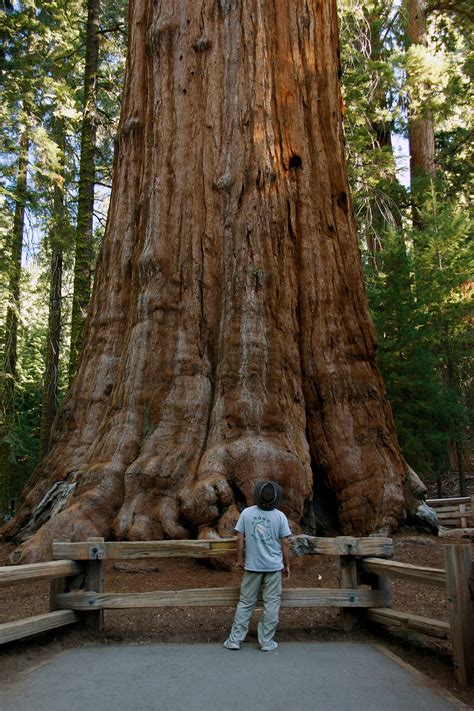 The Land Where Giants Dwell: Sequoia National Park | San Diego Reader