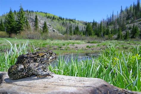 Conserving western (boreal) toads - Species Protection Account