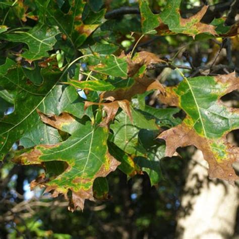 15 Common Oak Tree Diseases in Ohio - Dengarden