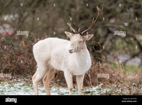 White Hart (Fallow Deer - Dama dama Stock Photo - Alamy