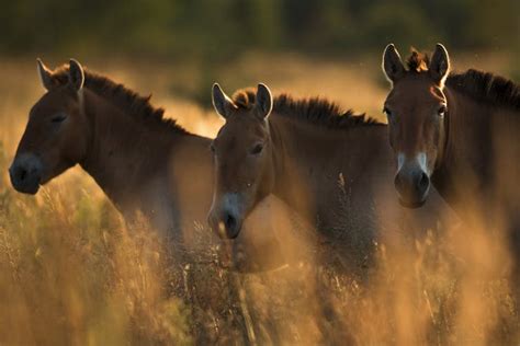 The mystery of Chernobyl's wild horses