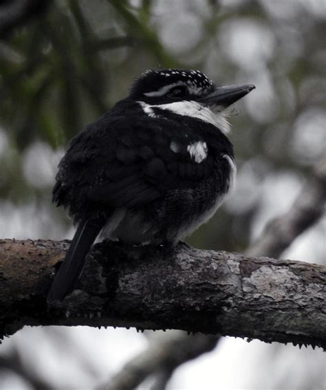 Yasuni Amazon Rainforest - Birdwatching - Ecuador Amazon Rainforest