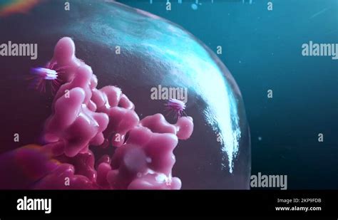 Telophase stage of mitosis Stock Videos & Footage - HD and 4K Video Clips - Alamy