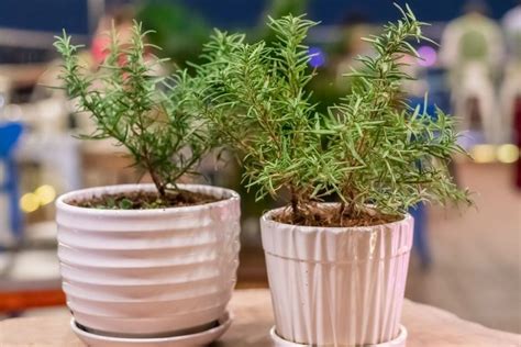 12 Tips For Caring For Your Rosemary Indoors and Out - Backyard Boss