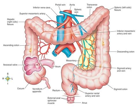 Intestines Diagram | Large Intestine | Intestines anatomy, Large ...