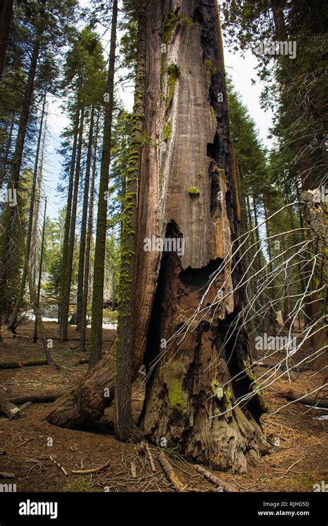 Giant sequoias fire hi-res stock photography and images - Alamy