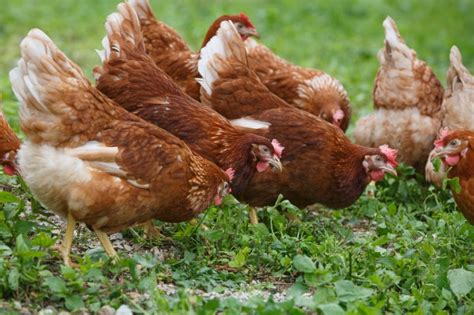 A Beginner’s Guide to Owning and Raising Backyard Chickens - Chickens ...