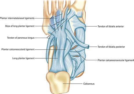 Long Plantar Ligament - seijimonogatari