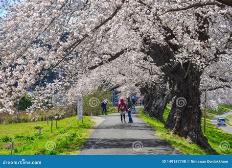 Road With Sakura Trees At Funaoka Castle Ruins Park, Sendai, Japan ...