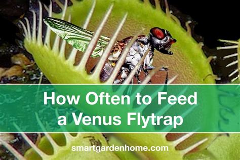 How Often To Feed A Venus Flytrap - Smart Garden And Home