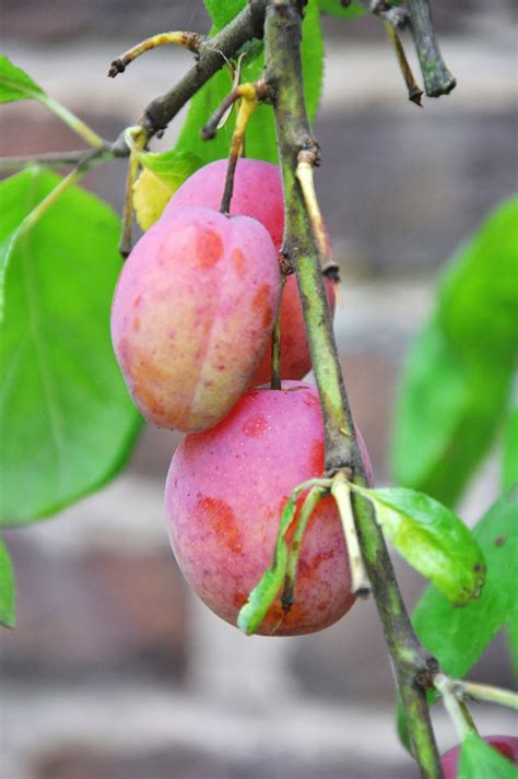 Victoria Plum Trees - The Nations Favourite | Plum tree, Victoria plum ...