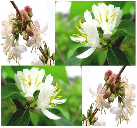 Winter Honeysuckle Bush Seed, Fragrant Lonicera fragrantissima Seeds ...