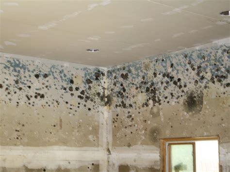 Mold vs. Mildew | HGTV