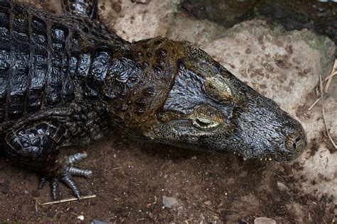 Yacare Caiman - Connecticut's Beardsley Zoo