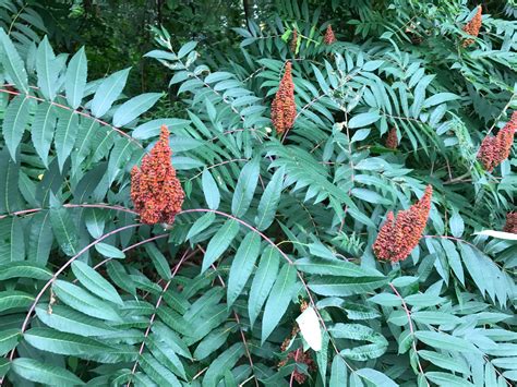 Rhus typhina - sumac staghorn | Plants, Garden, Pandan