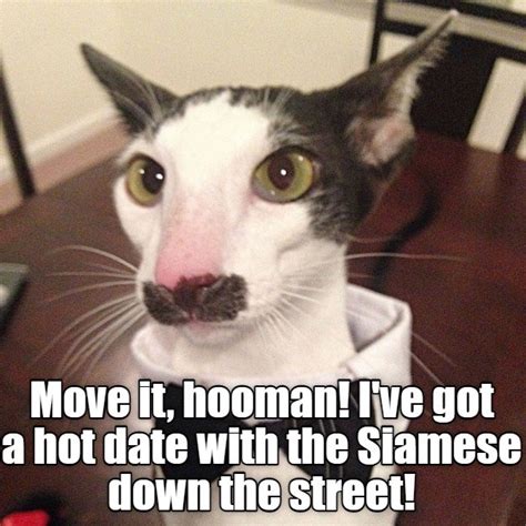 Move it, hooman! - Lolcats - lol | cat memes | funny cats | funny cat ...