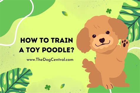 How to Potty Train a Toy Poodle Puppy? | The Dog Central