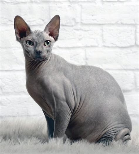 History of the Hairless Cat | Sphynx — Dan's Pet Care