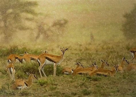 Thomson's Gazelle Herd, Serengeti National Park, Tanzania Photograph by Sandesh Kadur / Naturepl ...