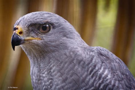 REQUEST - can anyone identify this beautiful bird of prey? : r/species