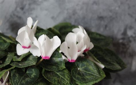 Beautiful white cyclamen stock photo. Image of green - 106103558