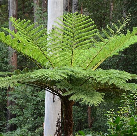 Cyathea cooperi (Tree Fern) - Plants for Spaces