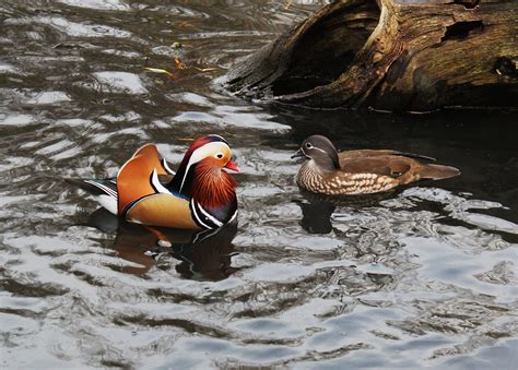 mandarin, Duck, Bird, Ducks, 24 Wallpapers HD / Desktop and Mobile ...