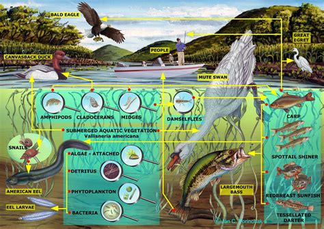 Freshwater Ecosystems Animals