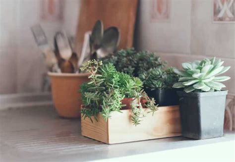 The Best House Plants for Small Spaces