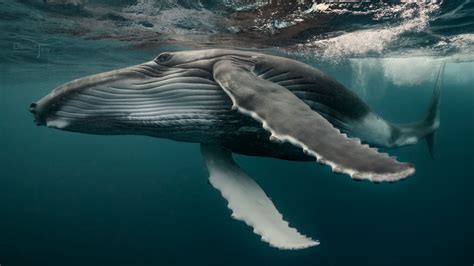 Home - Whales Underwater