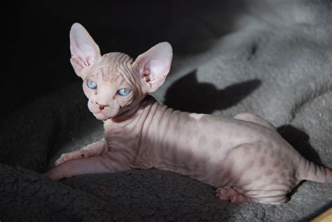 Seal mink tabby sphynx | Hairless kitten, Sphynx kittens for sale, Hairless cat