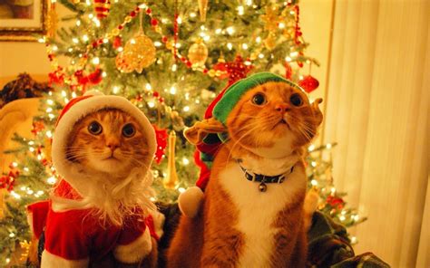 cat, Christmas, Fir, Costumes, Decorations Wallpapers HD / Desktop and ...