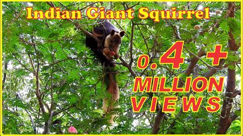 Indian Giant Squirrel, approx 3 ft baby , Sóc khổng lồ Ấn Độ, กระรอกยักษ์อินเดีย, Malabar ...