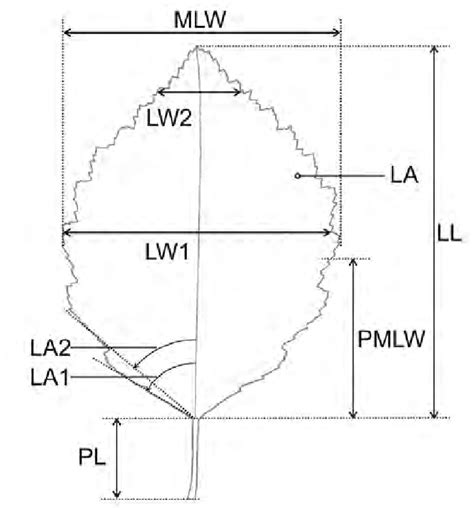 Measured leaf traits: leaf blade area (LA); leaf blade length (LL);... | Download Scientific Diagram