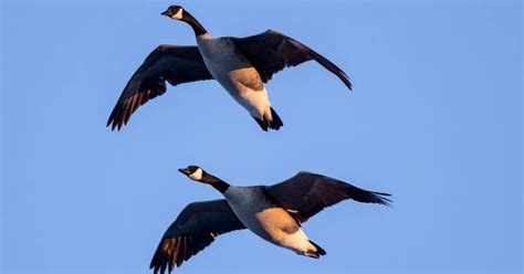 Giant Canada Goose Behavior - AnimalBehaviorCorner