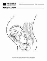 Fetus In Utero  Coloring Book Page Colouring Books Pregnancy sketch template