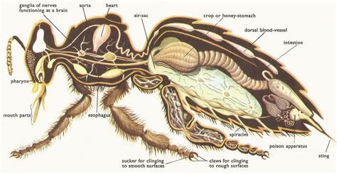 Mr & Mrs Vegan — I get that we shouldn't buy honey because… | Bee ...