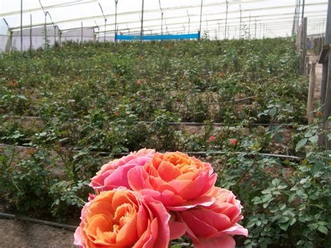 Garden Rose Farm in Ecuador | Flower farm, Farm visit, Farm