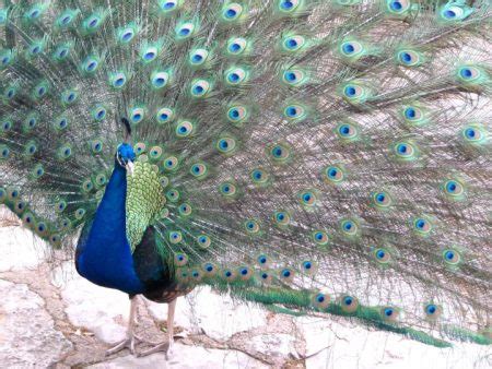 Mayfield Park- Peacocks and Hiking Trails in Central Austin Texas