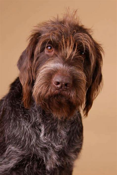 Sabine Nielsen - Wirehaired Pointing Griffon - can we talk? | Korthals griffon, Hunting dogs ...