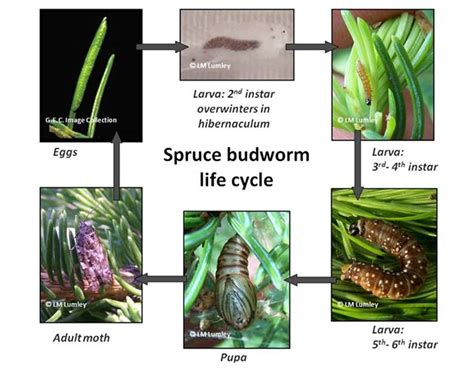 BEGAB: Budworm ecogenomics | Levesque Lab