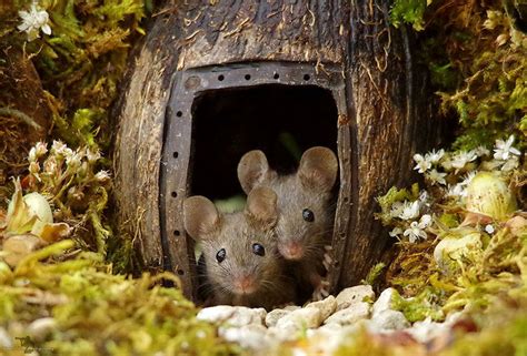 Photographer Builds Mouse Estate, Takes Adorable Mice Photos