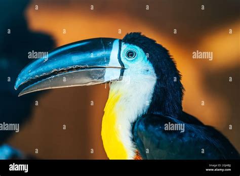 Toucan beak black hi-res stock photography and images - Alamy