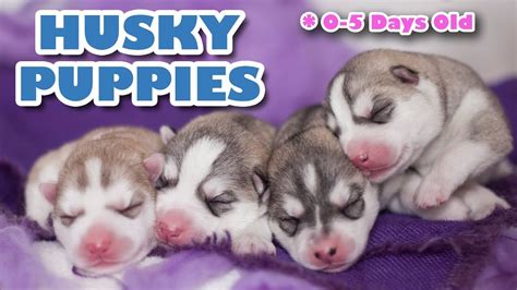 Husky Puppies (newborn) - SUPER CUTE! 🐺😂 - YouTube