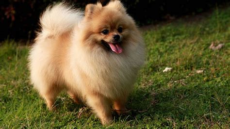 Cream Pomeranian wallpaper - My Doggy Rocks