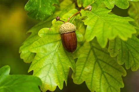 Oak Trees — What To Know? Our Guide with Tips (that Work)