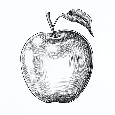 Hand drawn fresh apple fruit | premium image by rawpixel.com | Apple ...