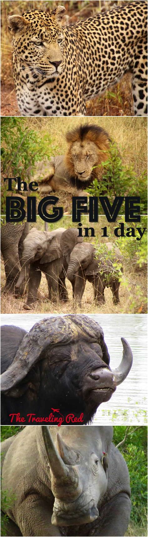 The Big Five in 1 Day – The Traveling Red